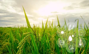 Green rice crop in warm sunlight with technology icons overlaid on the sky