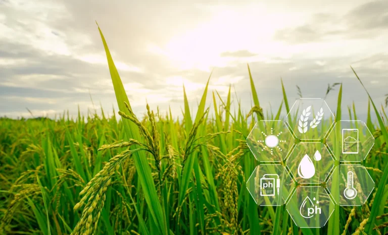 Green rice crop in warm sunlight with technology icons overlaid on the sky