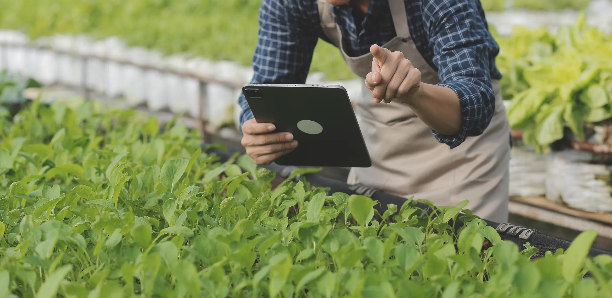 Farmer in a greenhouse checking young crops on a tablet