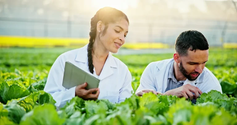 Two agronomists in lab coats examining leafy crops in a field while holding a tablet