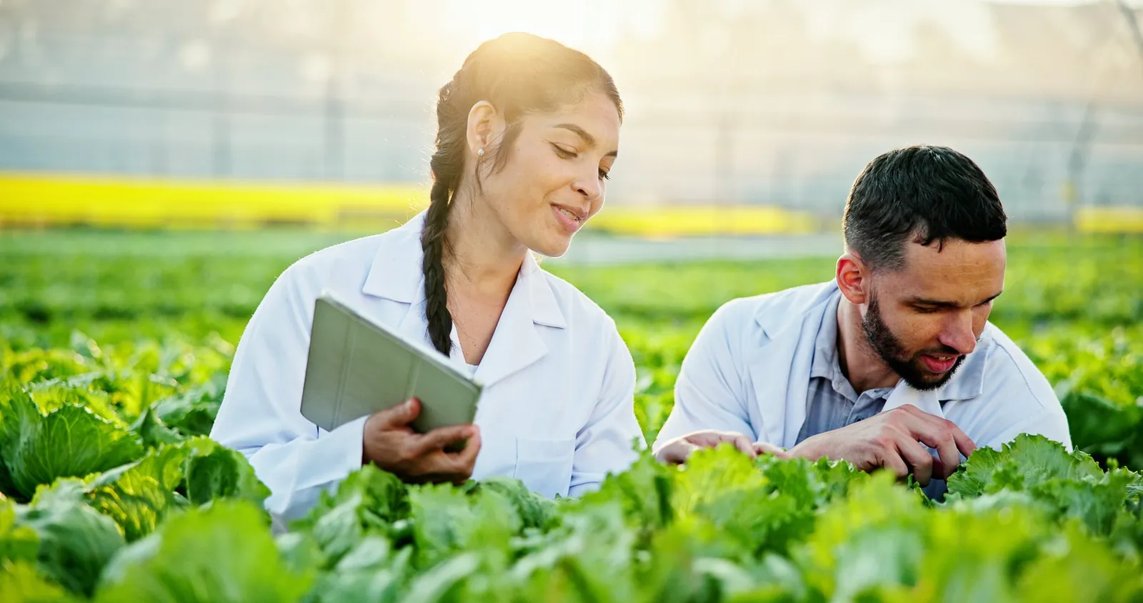 Two agronomists in lab coats examining leafy crops in a field while holding a tablet