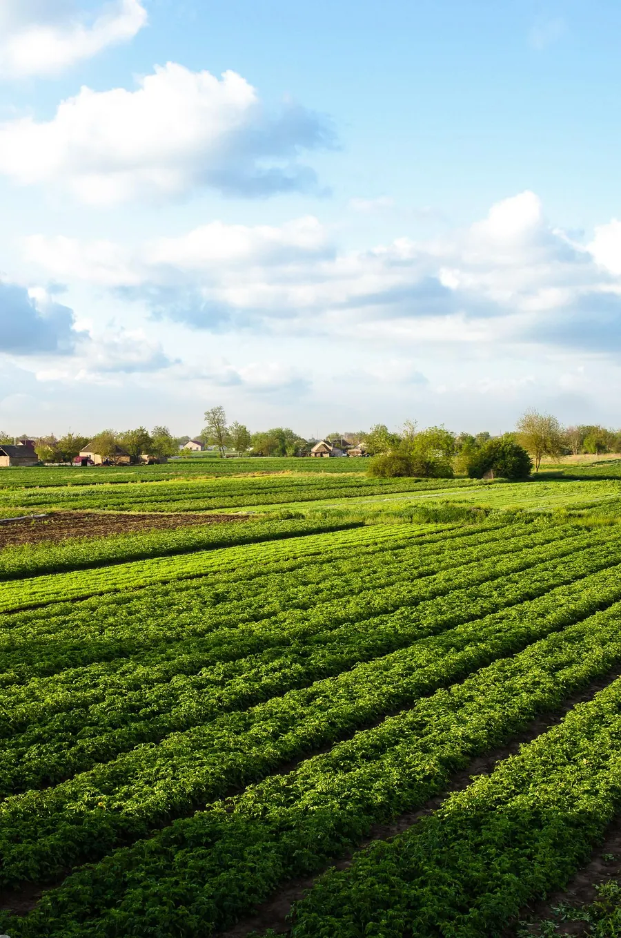 Rows of green crops on farmland under a blue sky with clouds