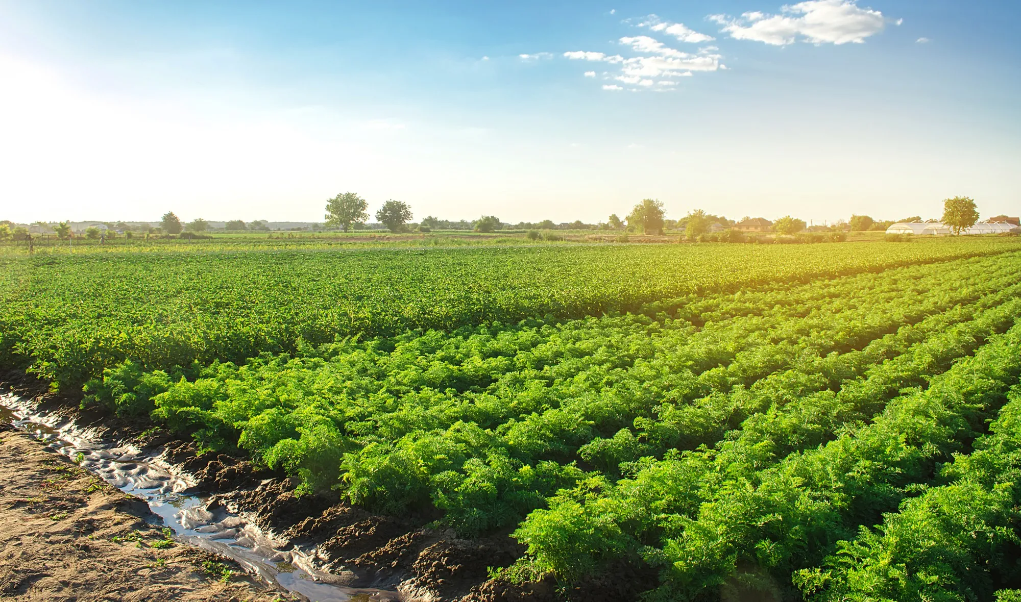 Aerial view of green crop rows across farmland