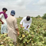 Agriverse team members inspecting cotton plants during a field visit in Sindh