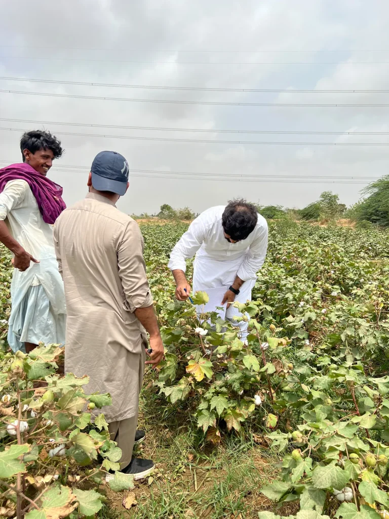 Agriverse team members inspecting cotton plants during a field visit in Sindh