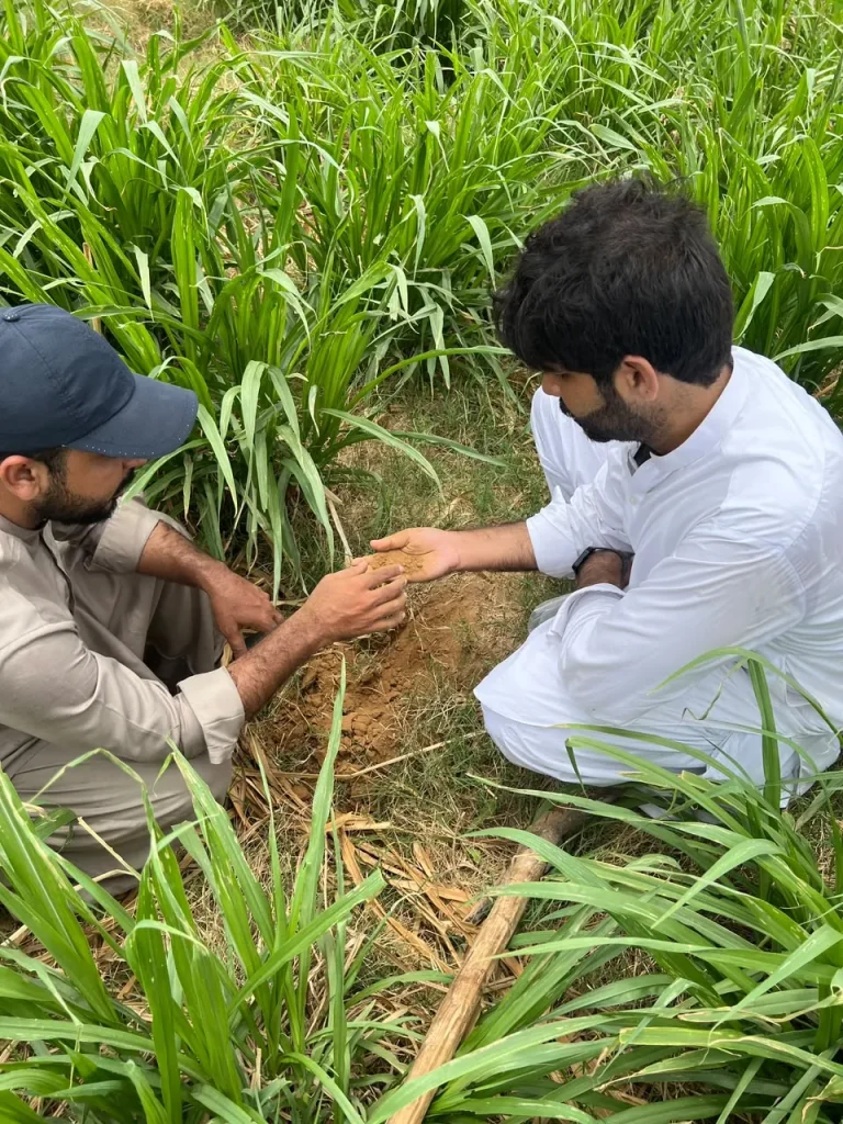 Two men examining plant roots and soil in a green field