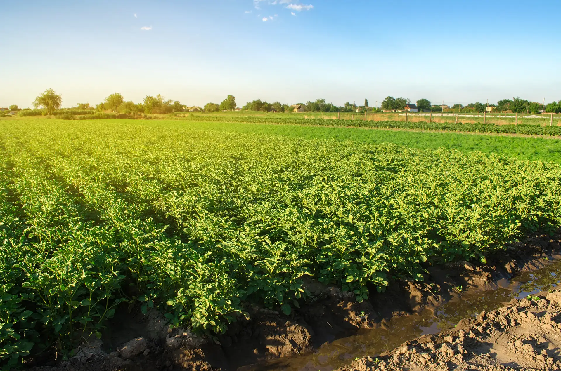 Rows of green crops growing in a farm field under a clear sky
