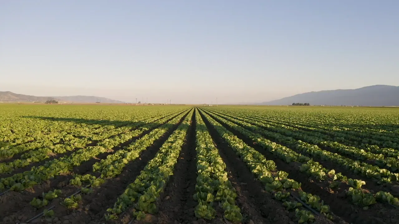 Rows of crops in a green field