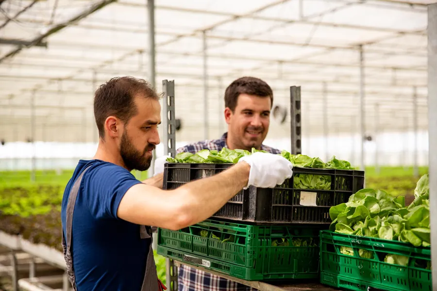 Two workers carrying a crate of fresh vegetables in a greenhouse