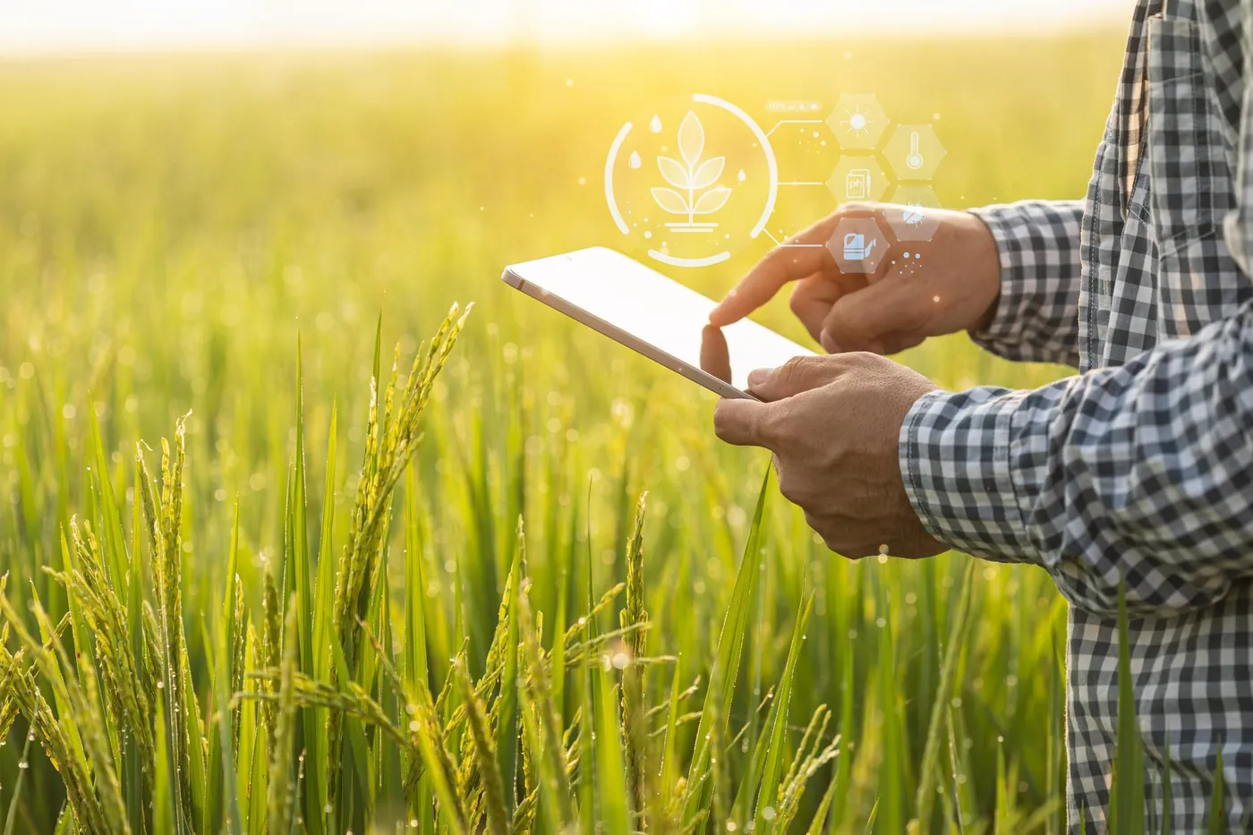 Farmer using a tablet in a field of ripening crops